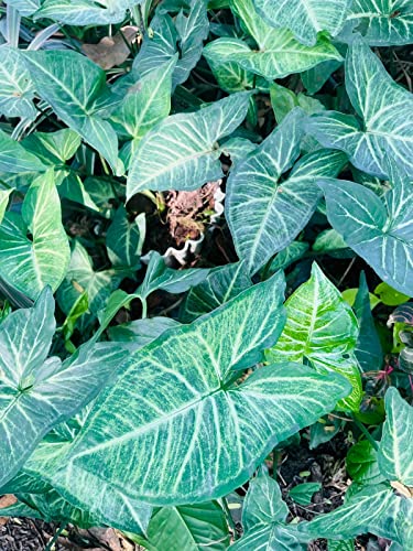 Image of Fancy Green Leaf Caladium Easy Care Live Indoor Plant In Ecofriendly Elephant's ear Shape Green Color Live Plant For Home and Office Decor