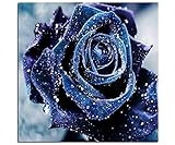 (Diamant decken das gesamte Bild)Perfekte Farbspiel, Dimond Malerei lebendiges Bild