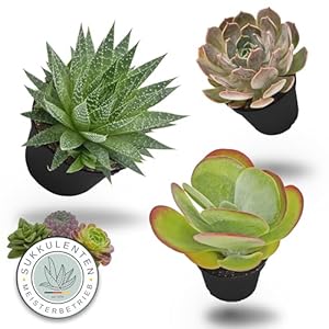 Pasiora Sukkulenten Mix, 3 Stück, Bunte Mischung
