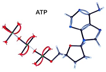 Biochemistry Molecular Model Set by Mega Molecules: Organic Chemistry Kit for Amino Acids, Nucleotides, Proteins, Lipids, and 3D Molecular Visualization