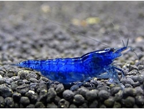 Amazon アリエル Ariel チェリーシュリンプ ブルーベルベット ダークブルー ５匹 死着補償サービス １匹 ノーブランド品 観賞魚 水中生物 通販