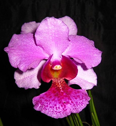 Vanda Miss Joaquim 'Douglas' 4N-'Old Timer'! Must See! Easy 2 Grow! Superb!- Orchid Plant