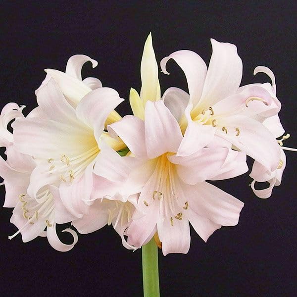 Amazon.co.jp: 夏植え球根 ホンアマリリス (ベラドンナリリー) 八重咲