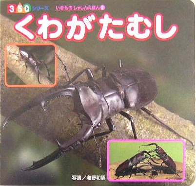 くわがたむし (350シリーズ―いきものしゃしんえほん)
