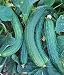 Heirloom Suyo Long Cucumber Seed by Stonysoil Seed Company CERTIFIED ORGANIC SEEDS