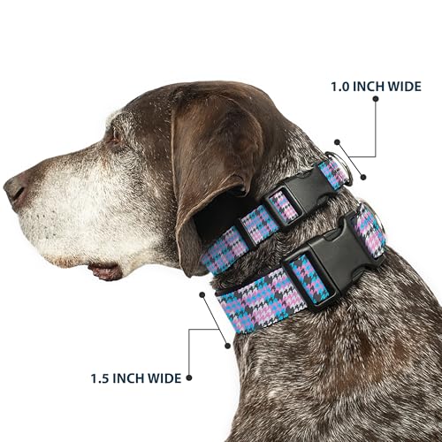 Collier Buckle Down mini hounds dent resout le probleme de poids pour petit chien - 3