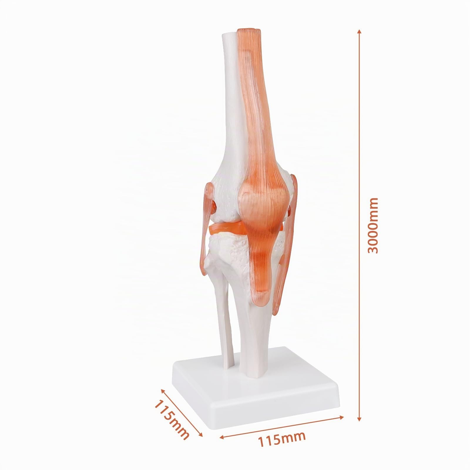 Modello anatomico dell'articolazione del ginocchio, 1:1, a grandezza naturale, per apprendimento medico e insegnamento