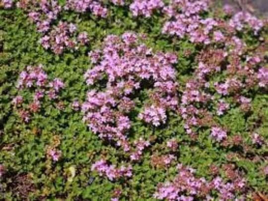Red Creeping Thyme- Thyme Coccineus- One Plant Per 3.5" Pot (5)