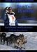 Produktbild See You In Nome! An Iditarod Rookie Journey by Sven Haltmann and his Alaskan Husky team