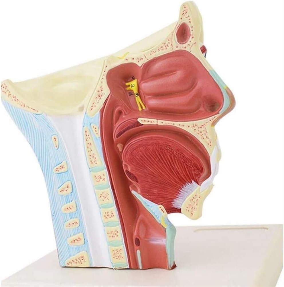 Model nerwów głowy człowieka, anatomia czaszki i układu nerwowego, model anatomii twarzy, model dwunastu par nerwów czaszkowych, do celów dydaktycznych.