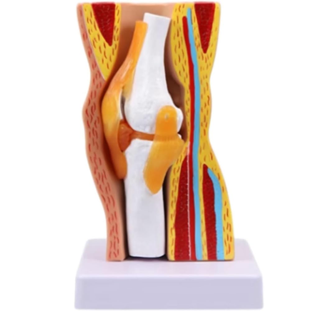 Generico Modello di Anatomia dell'Articolazione del Ginocchio Umano Ausilio Didattico Modello di Ginocchio Flessibile per Educazione Scientifica, Modello Didattico