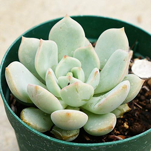 Amazon Co Jp グリムワン 7 5cmポット エケベリア Echeveria A Gulim One 福岡県産 多肉植物 多肉 観葉植物 インテリアグリーン 寄せ植えに 本 ホーム キッチン Amazon Co Jp グリムワン 7 5cmポット エケベリア Echeveria A Gulim One 福岡県産 多肉植物 多肉 観葉植物 インテリアグリーン 寄せ植えに 本 ホーム キッチン