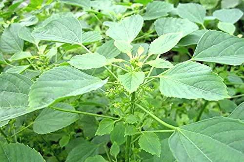 Plantzoin Indian nettle Kuppikhokhali Acalypha indica Indramarisha Live Plant (B091ZKQYN6) Amazon Price History, Amazon Price Tracker
