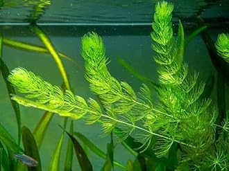 Live Foxtail Aquarium Plant, Fast Growing Oxygenating Aquatic Plant, Suitable for Fish, Shrimp and Betta Tanks with Free Duckweed