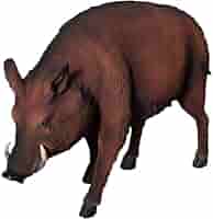 猪の剥製 Amazon.co.jp: FRPアニマルオブジェ いのしし・猪 置物 動物