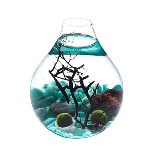 Fashion Table Aquarium - Live Moss Ball, Sea Fan, Amazonite Gravels, Seashell, Red