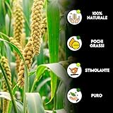 Zoom IMG-1 zomapet spighe di panico per Zoom IMG-1 zomapet spighe di panico per