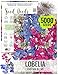 Package of 5,000 Seeds, Lobelia "Cascade Mixture" (Lobelia pendula) Seeds by Seed Needs