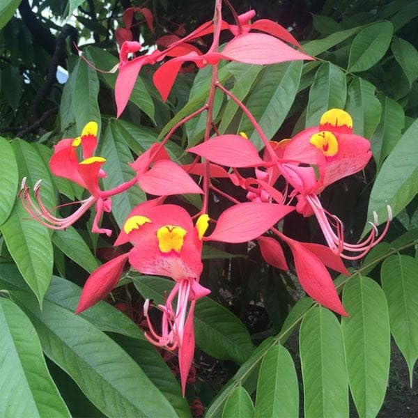 Mphmi Seedless Plant Shrub Trees Amherstia nobilis - Plant : Amazon.in ...