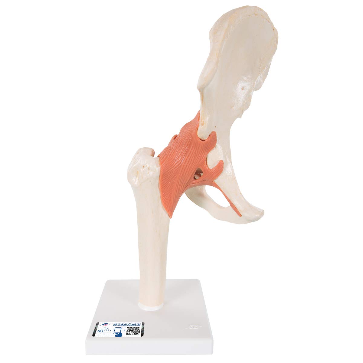3B Scientific A81/1 Deluxe Functional Hip Joint - 3B Smart Anatomy