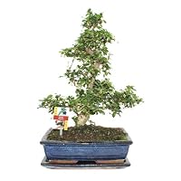 Bonsai Chinesischer Liguster - Ligustrum sinensis - ca. 10 Jahre :  Amazon.de: Garten