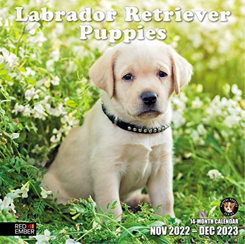 Red Ember Labrador Retriever Puppies 2023 Hangable Monthly Wall Calendar | 12" X 24" Open | Thick & Sturdy Paper | Giftable | Cute Labs Dog Puppy | 12 Months Of Puppies #TOP22