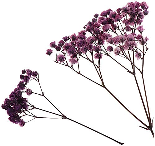 Flores y hojas secas prensadas naturales para manualidades miniatura 2