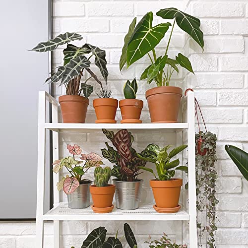 Fengson Terra Cotta Pots With Saucer - 6 Pack 5 Inch Clay Pot Ceramic Pottery Planter Cactus Flower Pots Succulent Pot Drainage Hole, Great For Plants, Crafts And Wedding Favor #TOP4