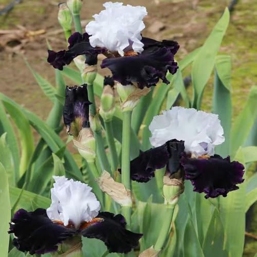 8 piezas bulbos iris - jardín bulbos iris, resistentes para jardín resistentes al exterior