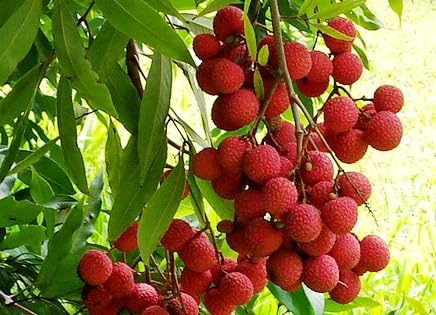 The Gifti® Nursery-Fresh Late Seedless Litchi Tree Thai Variant Sweet Tasty Grafted/Clone Type hybrid - 1 Healthy Live Litchi Fruit Plant 1-1.5 Ft Height in Nursery Grow Bag for Home Garden (B0CFM6X9ML) Amazon Price History, Amazon Price Tracker