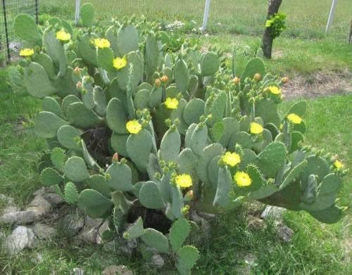 Winter Hardy Spineless Opuntia Cacanapa Prickly Pear Cactus - 4 Cuttings (Pads)