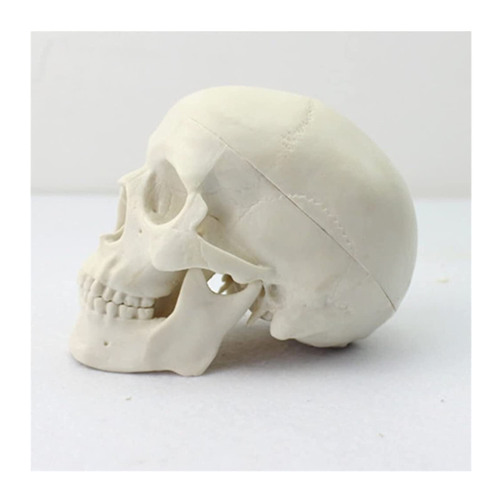 Modello di teschio anatomico medico Mini modello ... - Alibaba