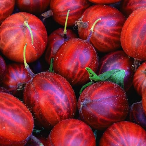 Stachelbeere Rote Hinnonmaki Rot 1L Garten Pflanze mit Schönen Blüten - Die Perfekte Dekoration für Ihr Grundstück - Für Anfänger und Professionelle Gärtner - Leckeres und Gesundes Obst