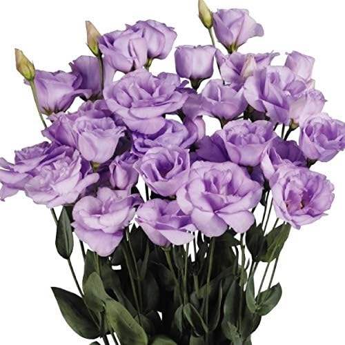 Amazon 国華園 種 花たね トルコキキョウ F1パールラベンダー 1袋 25粒 21年春商品 用土