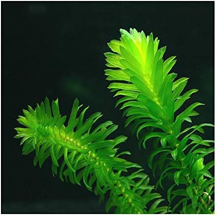 Elodea Densa Aquarium Plants Oxygenating Plant 5-500 Strands (500)