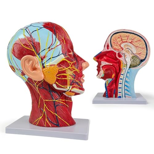 Modèle d'anatomie humaine de la tête cou structures neurovasculaires 81 parties