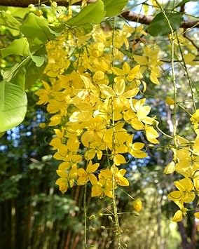 100Pcs Yellow Cassia Fistula Flower Seeds.