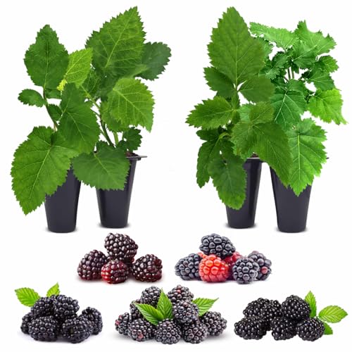 Blackberry Plant Collection (4 Pack) Live Fruit Plants for Planting | 4 Different Varieties for a Continuous Harvest | Thornless & Thorny Mix| Large, Sweet & Juicy Berries |Perfect for Organic Gardens