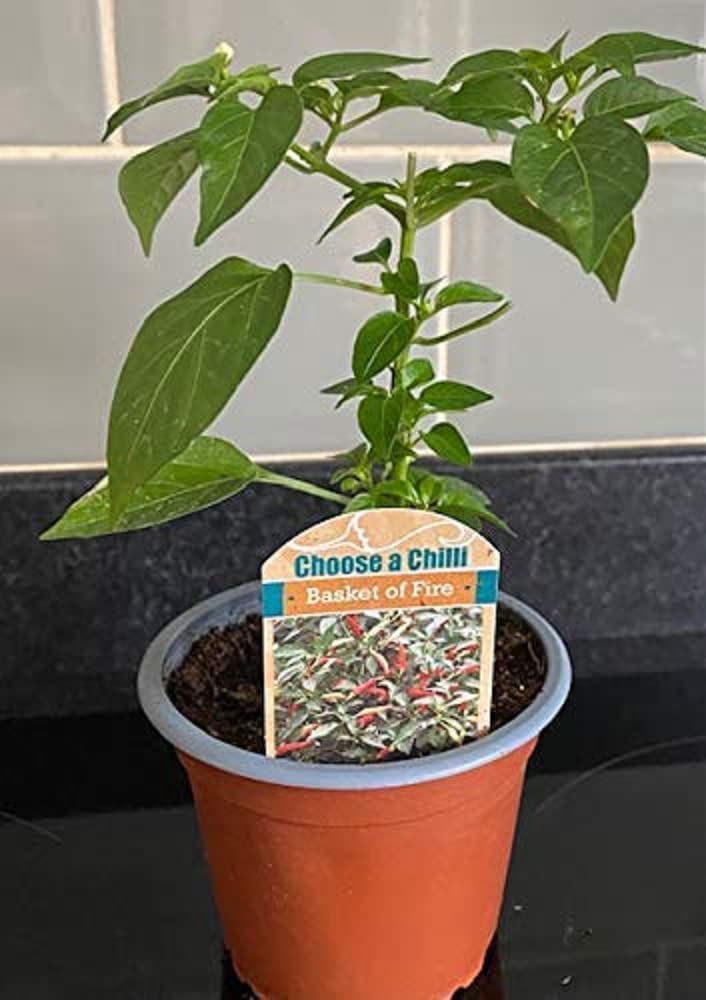 Chilli Plants, 'Basket of Fire', 3 x Full Plants in 9cm Pots, Hot Chilli, Colourful, High Yields, Chillies, Peppers, Indoor or Outdoor, Garden Ready, Premium Quality Chillies