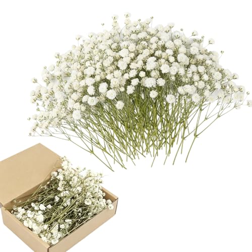 VINEST Schleierkraut Künstlich Trockenblumen zum Basteln: 100 Stück Schleierkraut Getrocknet Natürliche Getrocknete Blüten Mini Trockenblumen Deko Trocken Blumen für DIY Fotorahmen (Grüner Stängel)