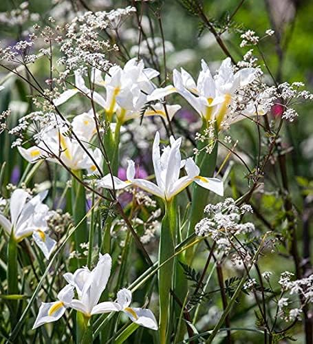 IMP. Dutch Iris Aromatic Flower Bulbs Winter Flower Home Pot/Land Gardening Bulbs Blooming planting (Pack of 14 Alaska Dutch Iris)