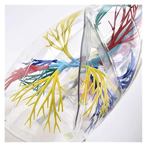 Modèle pulmonaire transparent 3D pour l'enseignement de l'anatomie