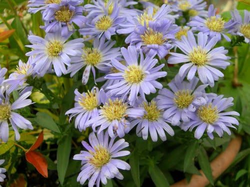 Amazon Co Jp 6か月枯れ保証 山野草 ミヤコワスレ 0 1m Diy 工具 ガーデン Amazon Co Jp 6か月枯れ保証 山野草 ミヤコワスレ 0 1m Diy 工具 ガーデン