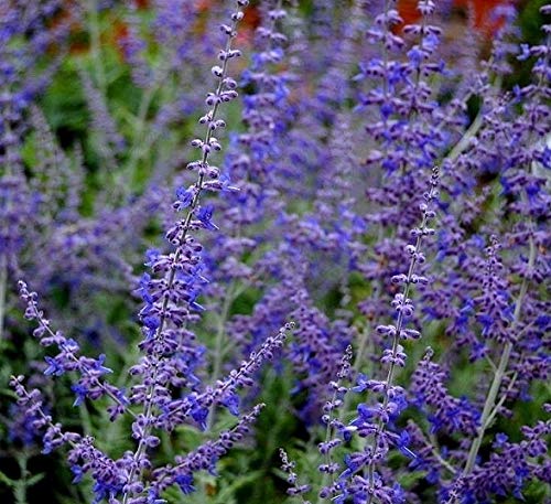 Perovskia Atriplicifolia Russian Sage Blue Steel Perennial Plug Plants Pack x6