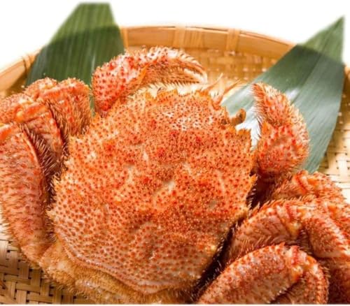 ���Ε� �~�M�t�g�k�C���Y�ъI�P���P�L�� �ъI �J�j �����Y�ōō��N���X�̑傫�� �ъI �}���Ⓚ ���� �уK�j 1���ň����̂Pkg �k�C���Y �{�C�� ���X ������ �N���M�t�g ���N�� (500g)