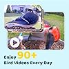NETVUE by Birdfy Smart Bird Feeder with Camera – AI Identifies Birds Species 2MP Night Vision & App Alerts, 2.4Ghz Wi-Fi Connect IP65 Weatherproof Bird Camera-Gift for Backyard BirdWatchers, Blue #2