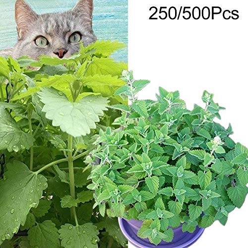 Dyyicun12 250/500Pcs Nepeta Cataria Seeds Catnip Catmint Herb Plant Garden Bonsai Decor Catnip Seeds 500pcs