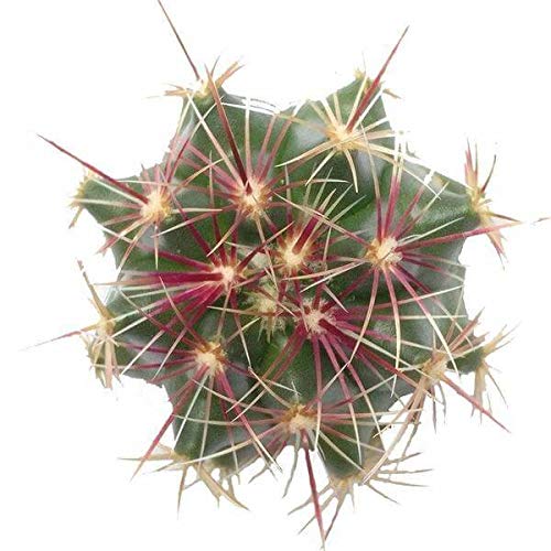 Red Thorn Cactus 4 Inch - Unique Collection Of Live Cactus Plants, Hand Selected, Rare Varieties For Gift Or Home Décor #TOP3