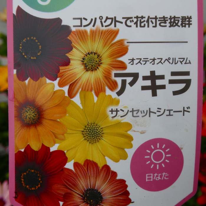 Amazon.co.jp: オステオスペルマム 苗 アキラ サンセットシェード 花色