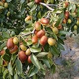 Live GA866 Jujube Tree, 4 Feet Jujube Fruit Tree Live Plant in Pot, Live Jujube Tree Plant, Jujube Fruit Tree Potted, Jujube Tree Live Plant for Outdoor Garden